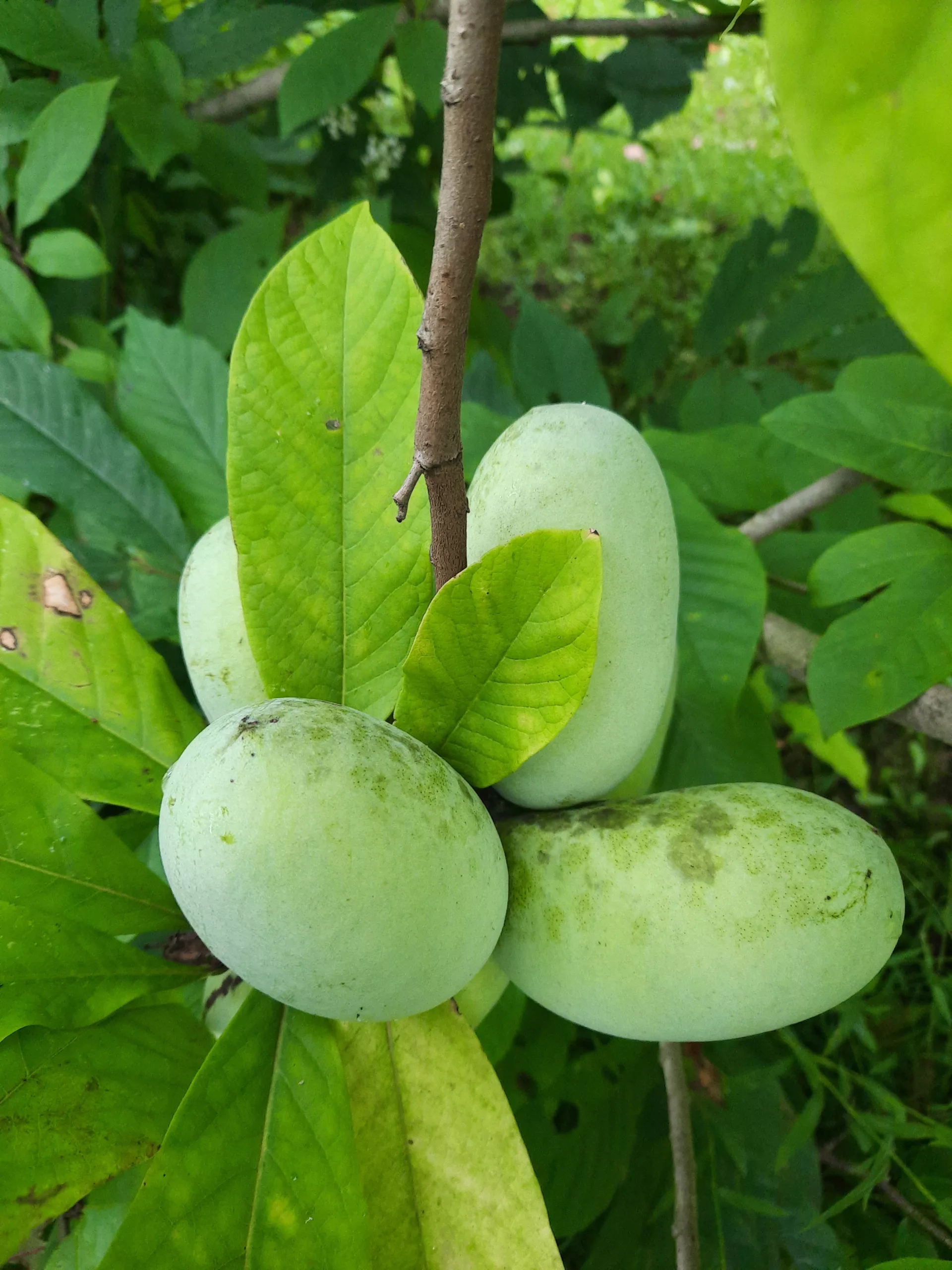 PawPaw