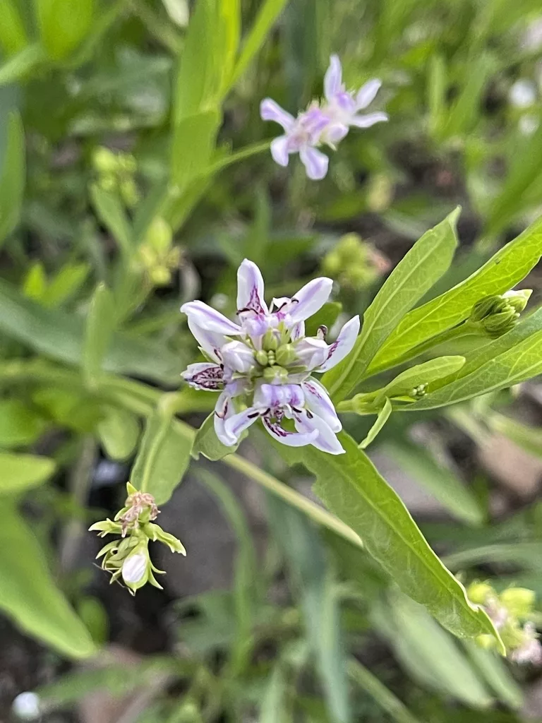 Water Willow
