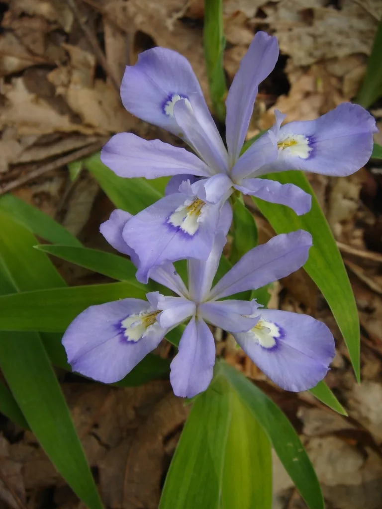 Dwarf Crested Iris
