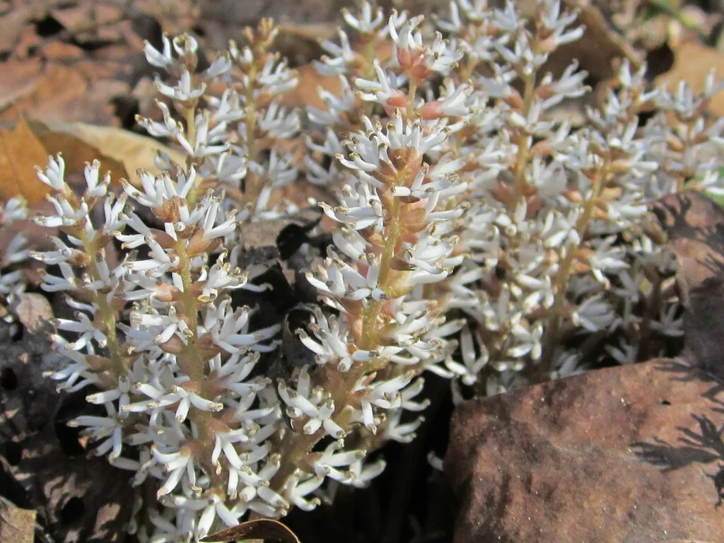 Allegheny Pachysandra