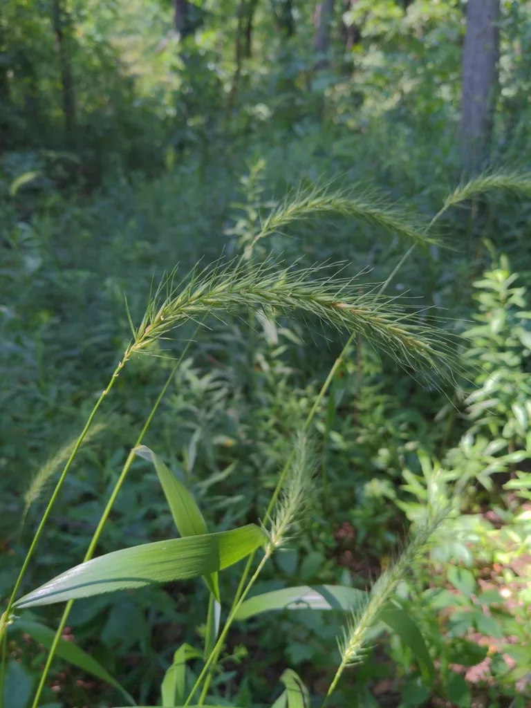 Riverbank Wild Rye