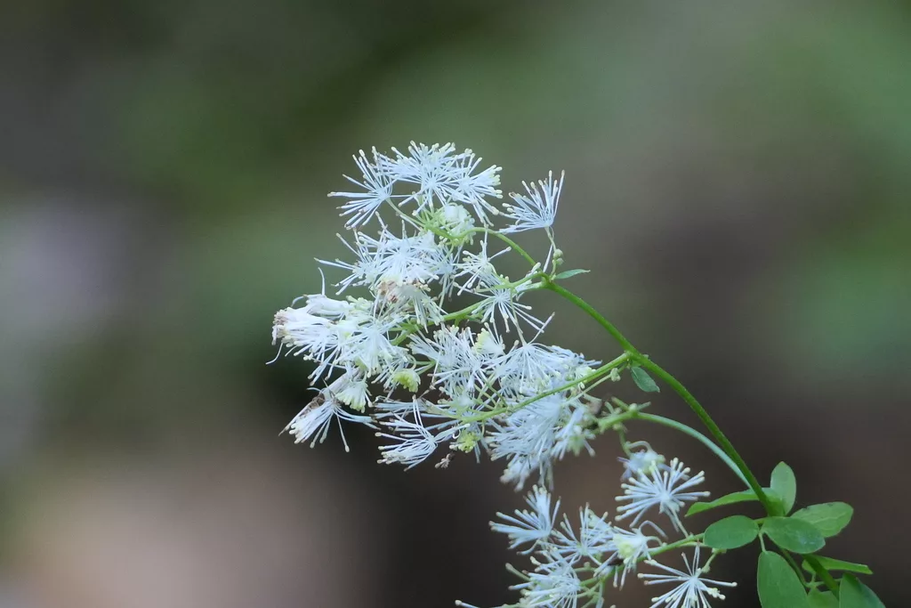 Tall Meadow Rue