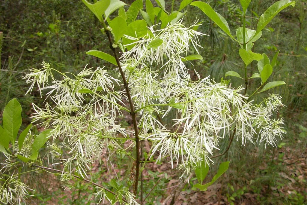 Fringetree