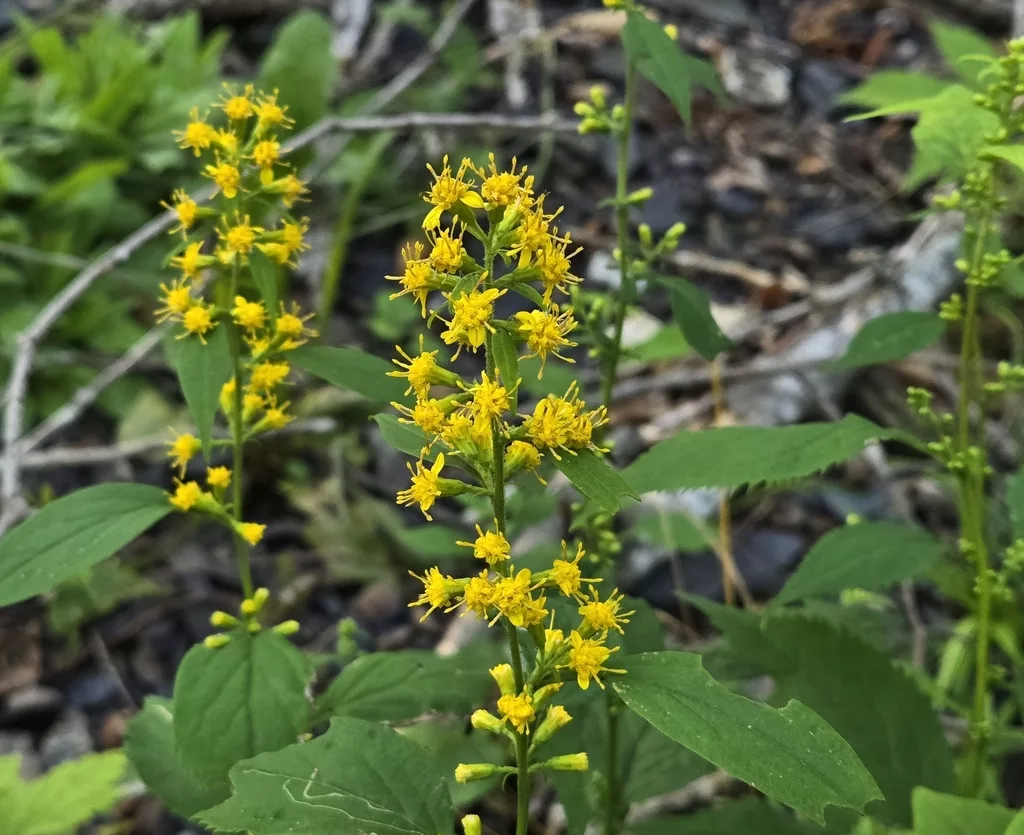 Zig Zag Goldenrod