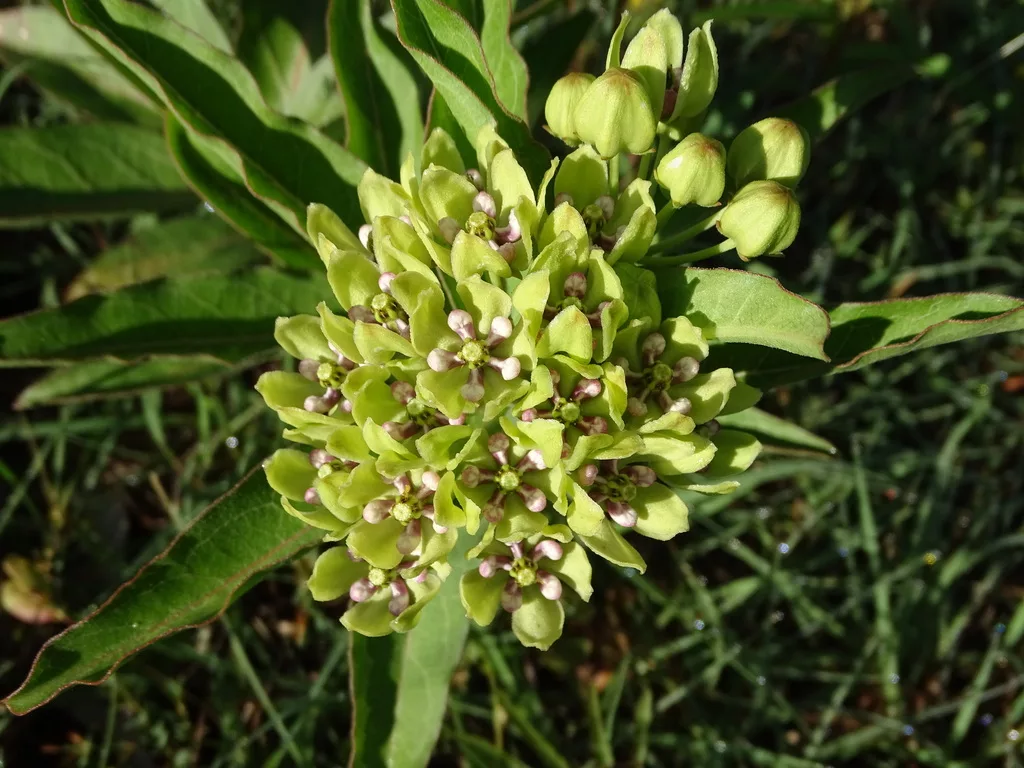 Green Milkweed