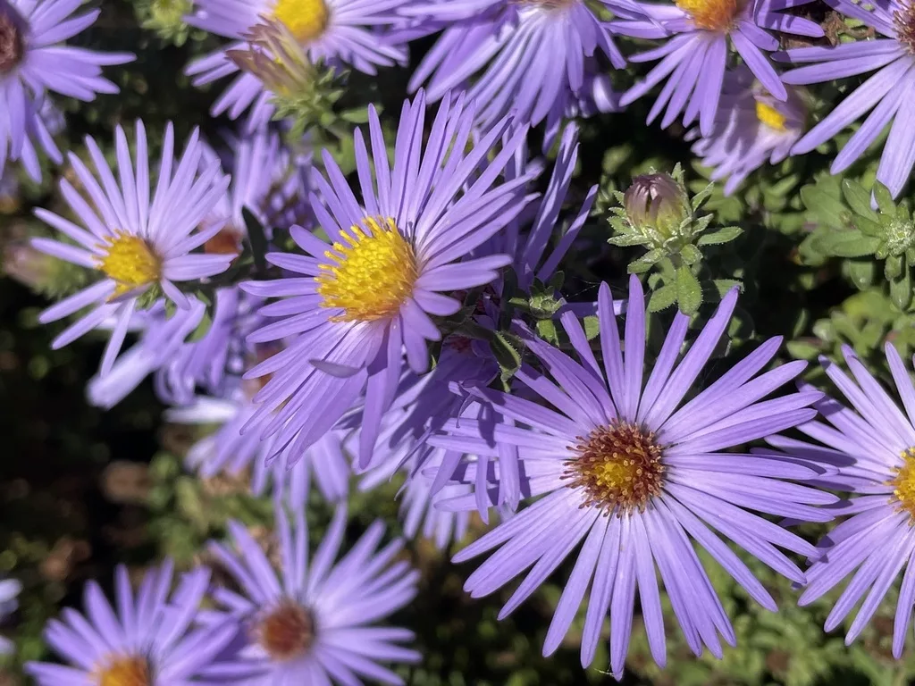 Aromatic Aster