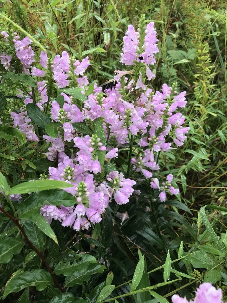 Obedient Plant