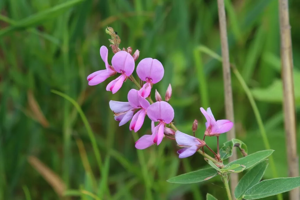Showy Tick Trefoil