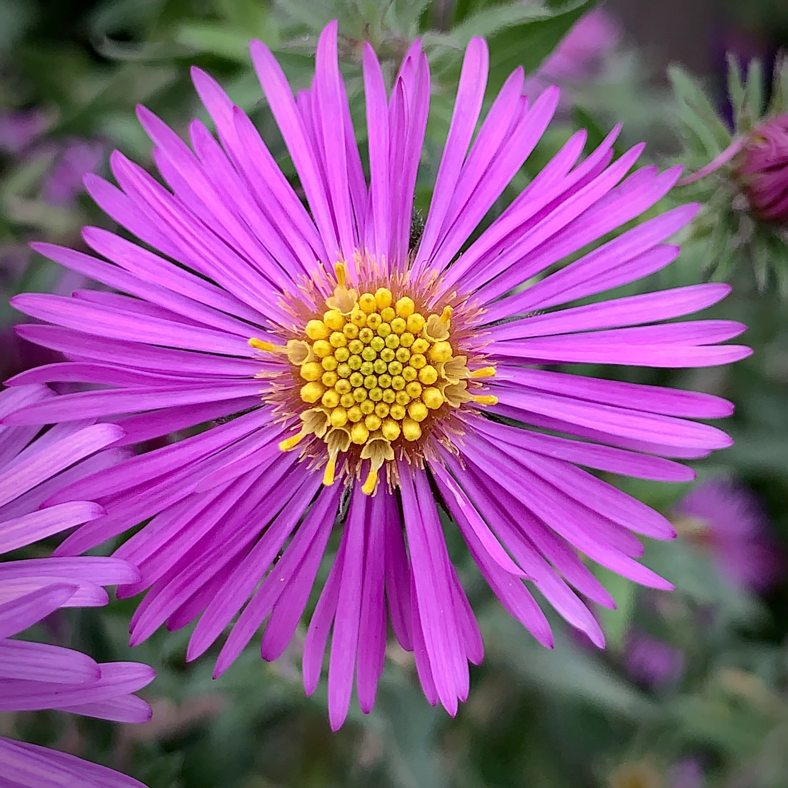 New England Aster