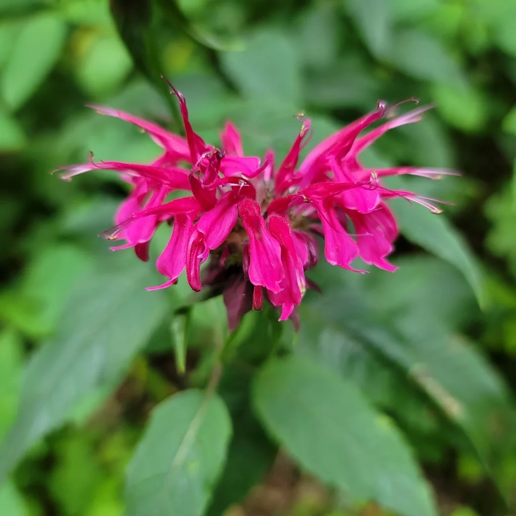 Purple Bergamot