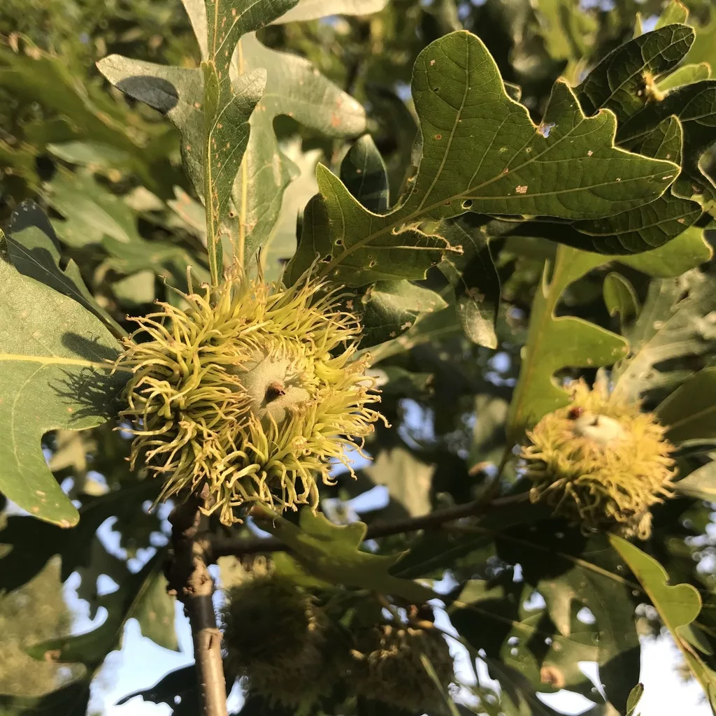 Bur Oak