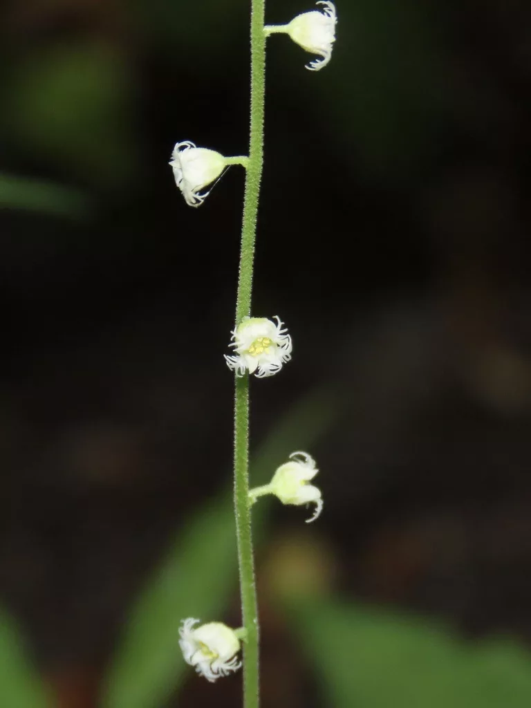 Bishop’s Cap