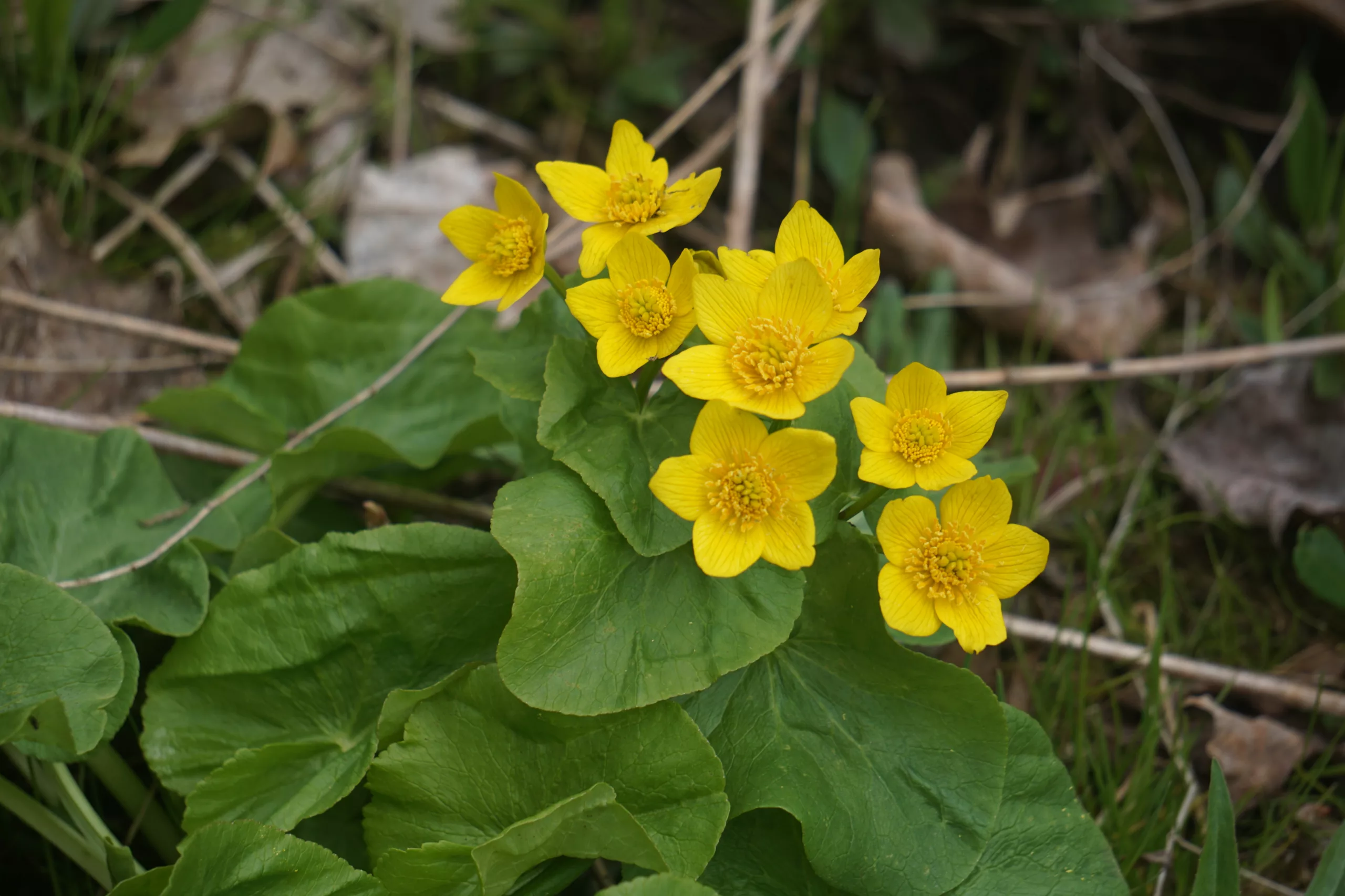 Yellow Marsh Marigold