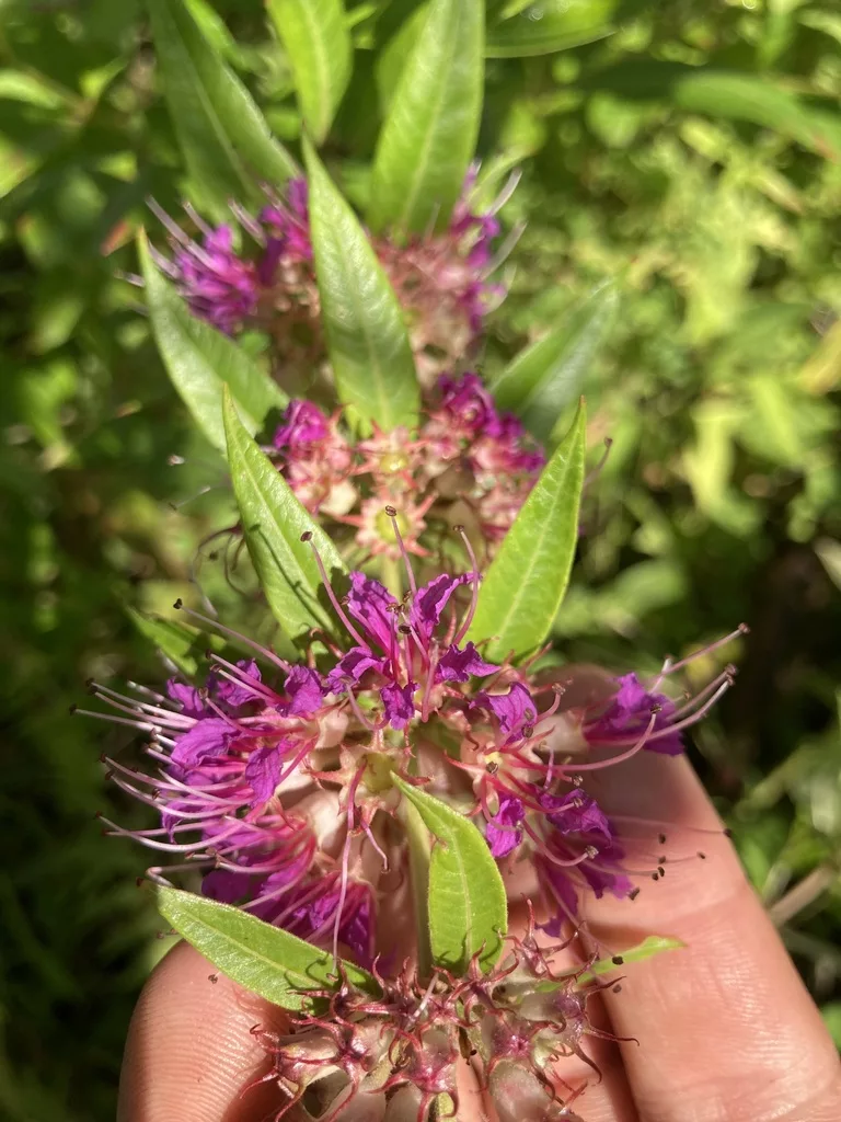 Swamp Loosestrife