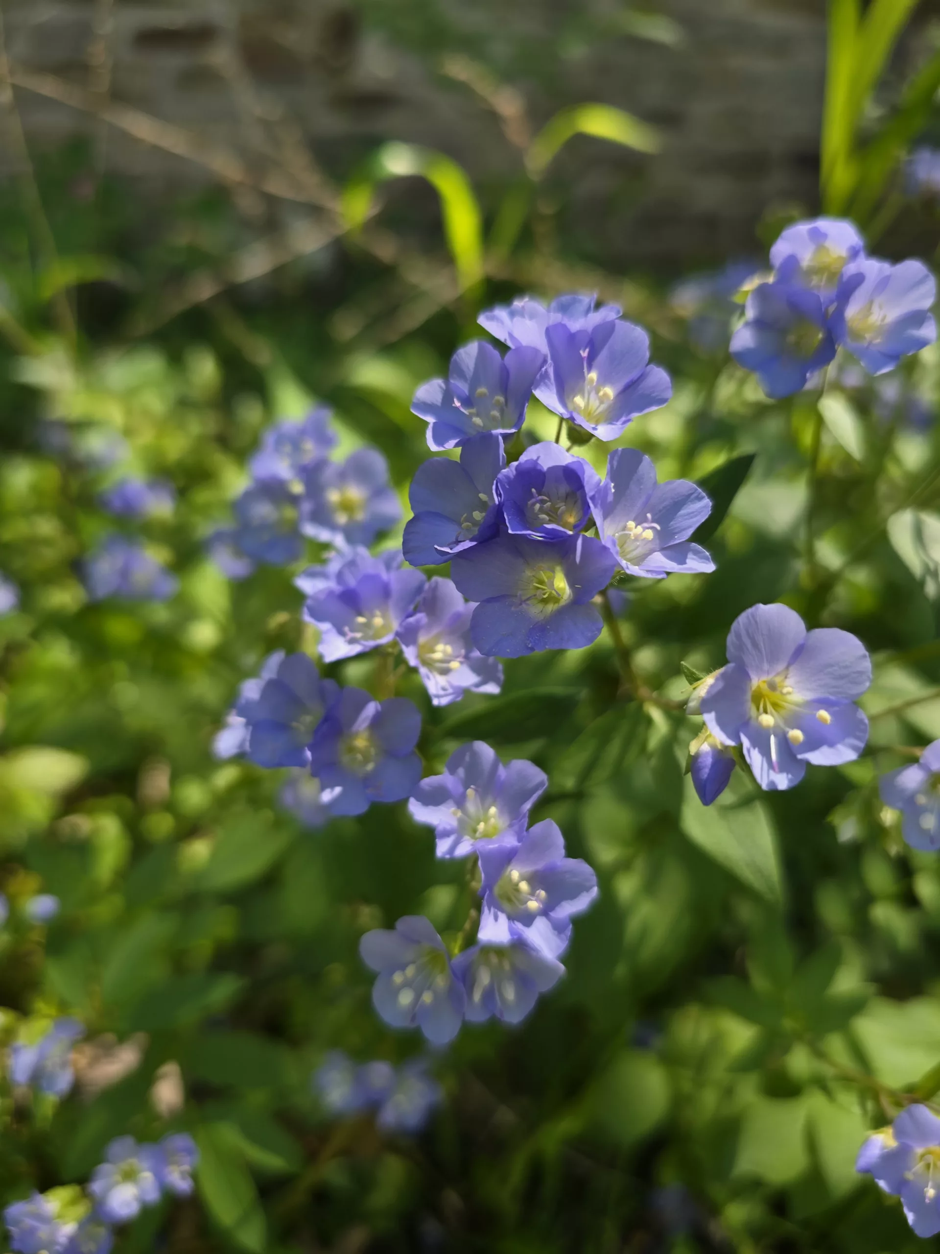 Jacobs Ladder