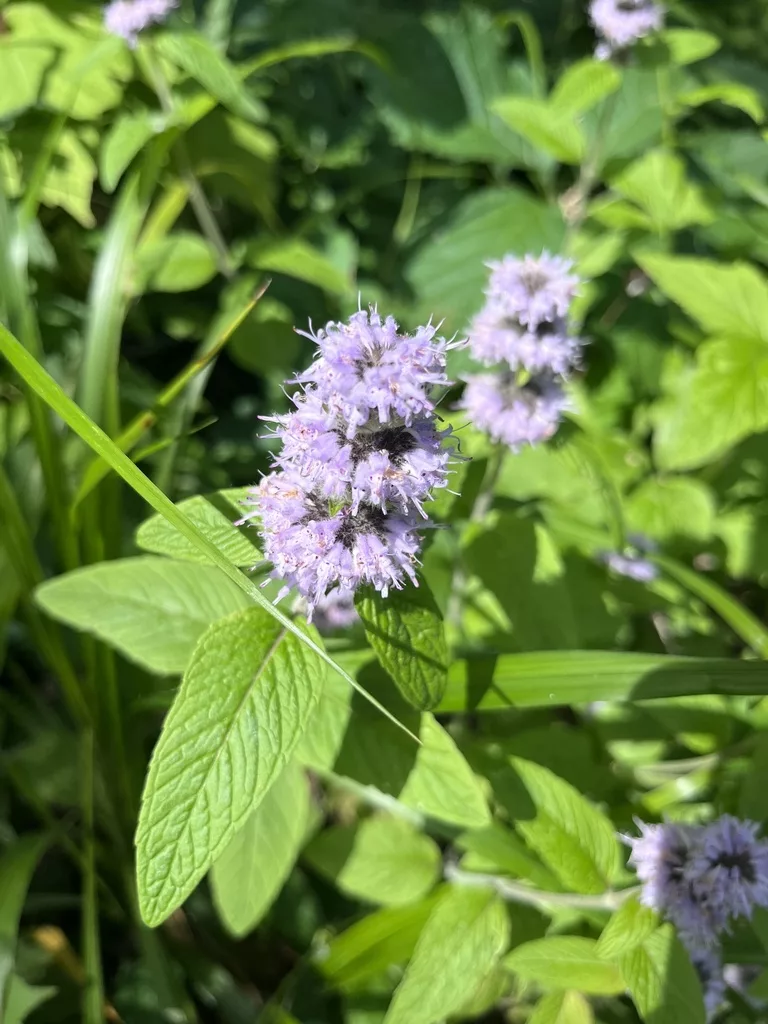 Downy Wood Mint