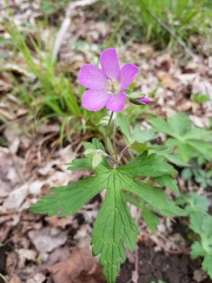 Wild Geranium