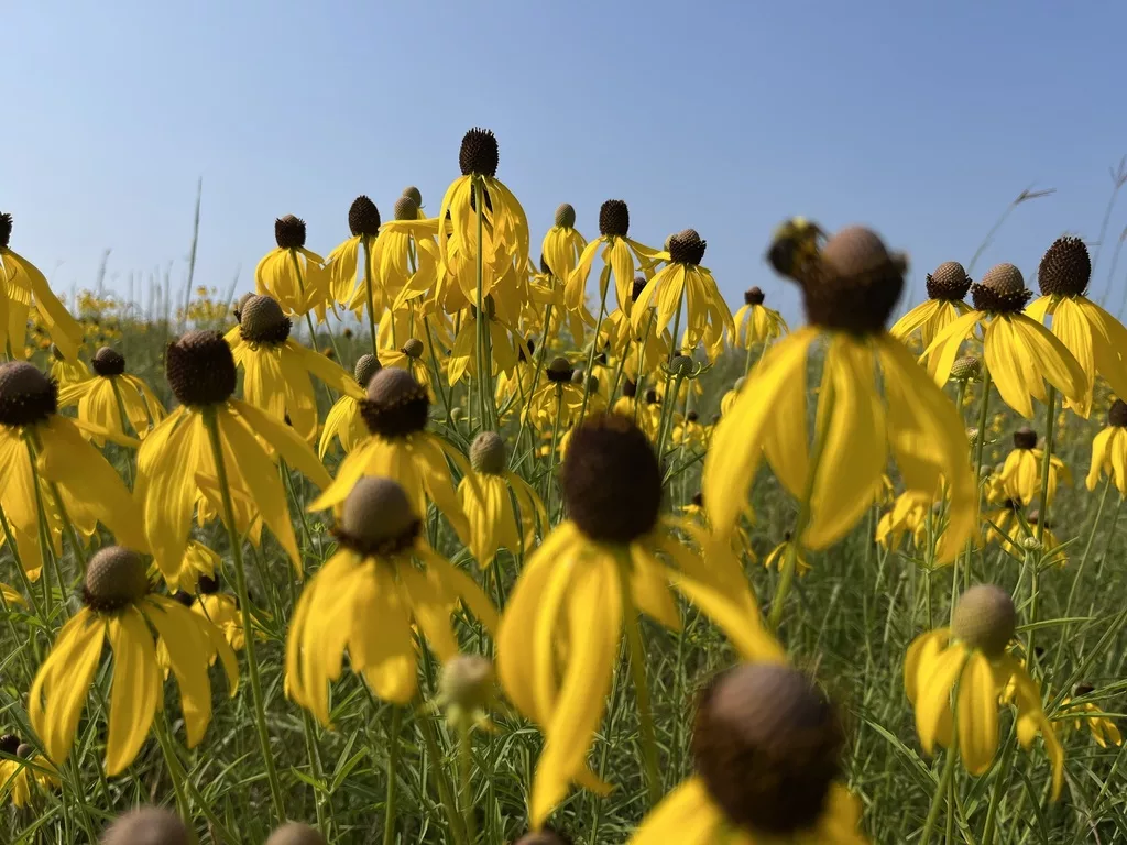 Yellow Coneflower