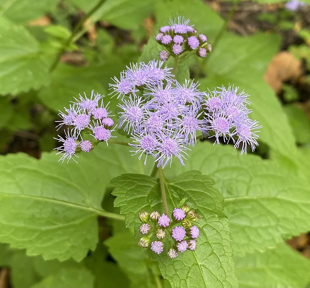 Blue Mistflower