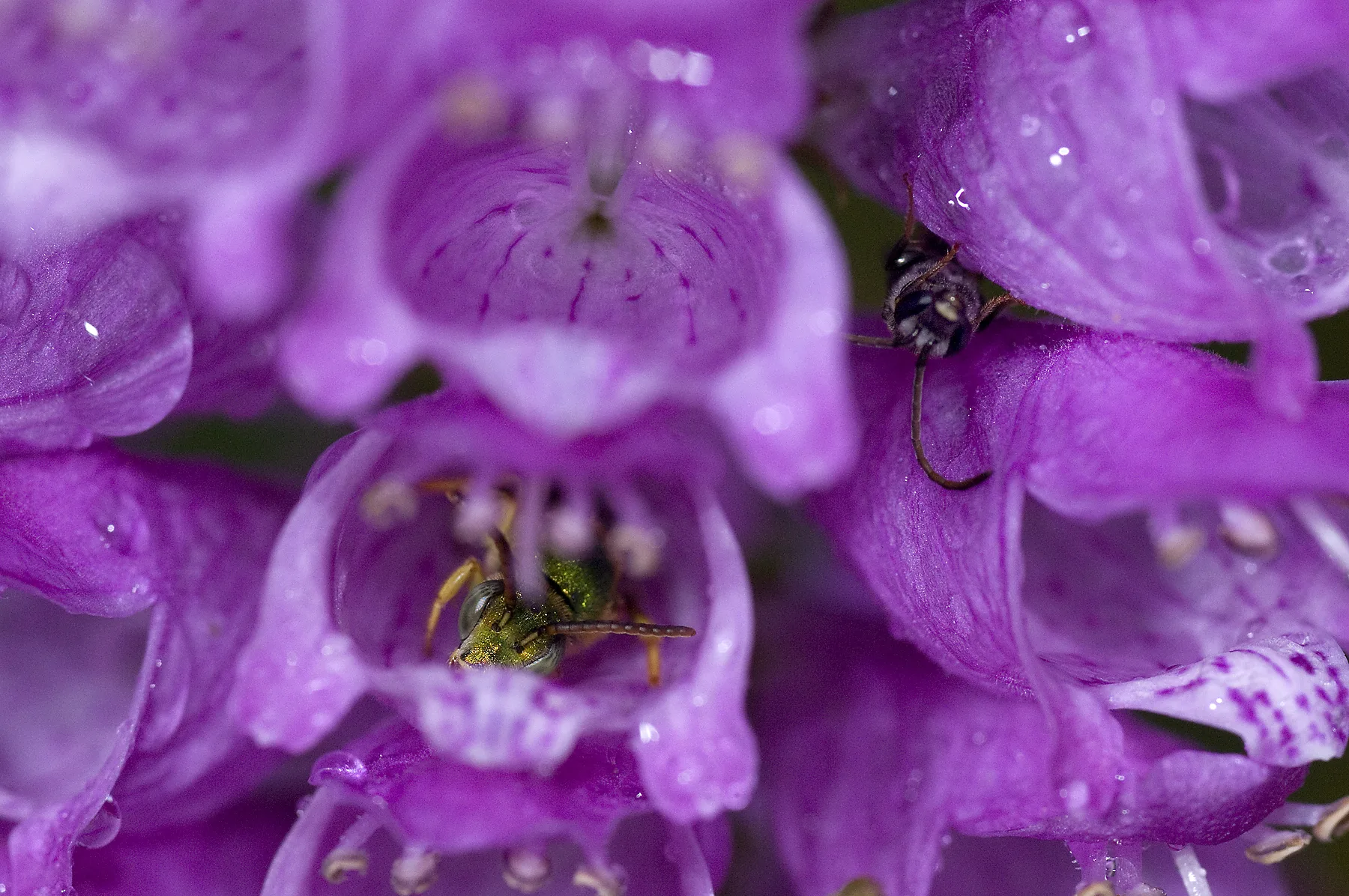 Seasonal Blooms for Native Bees