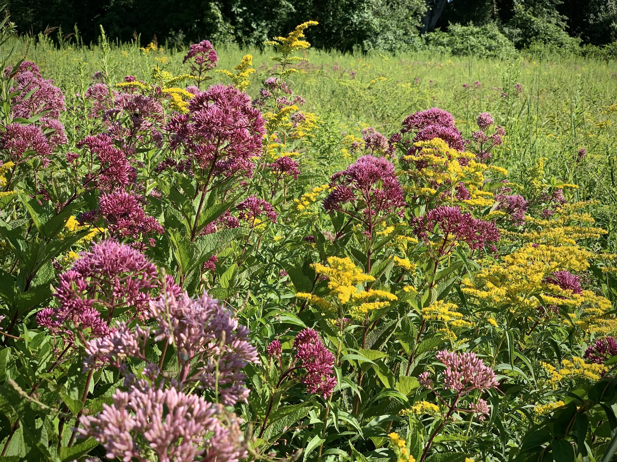 Understanding Plant Hardiness Zones and Their Role in Garden Planning