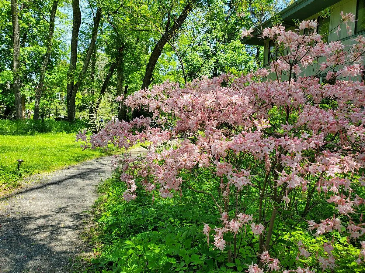 Native, Non-Native, and the Words In Between: Clarifying Common Plant Terms
