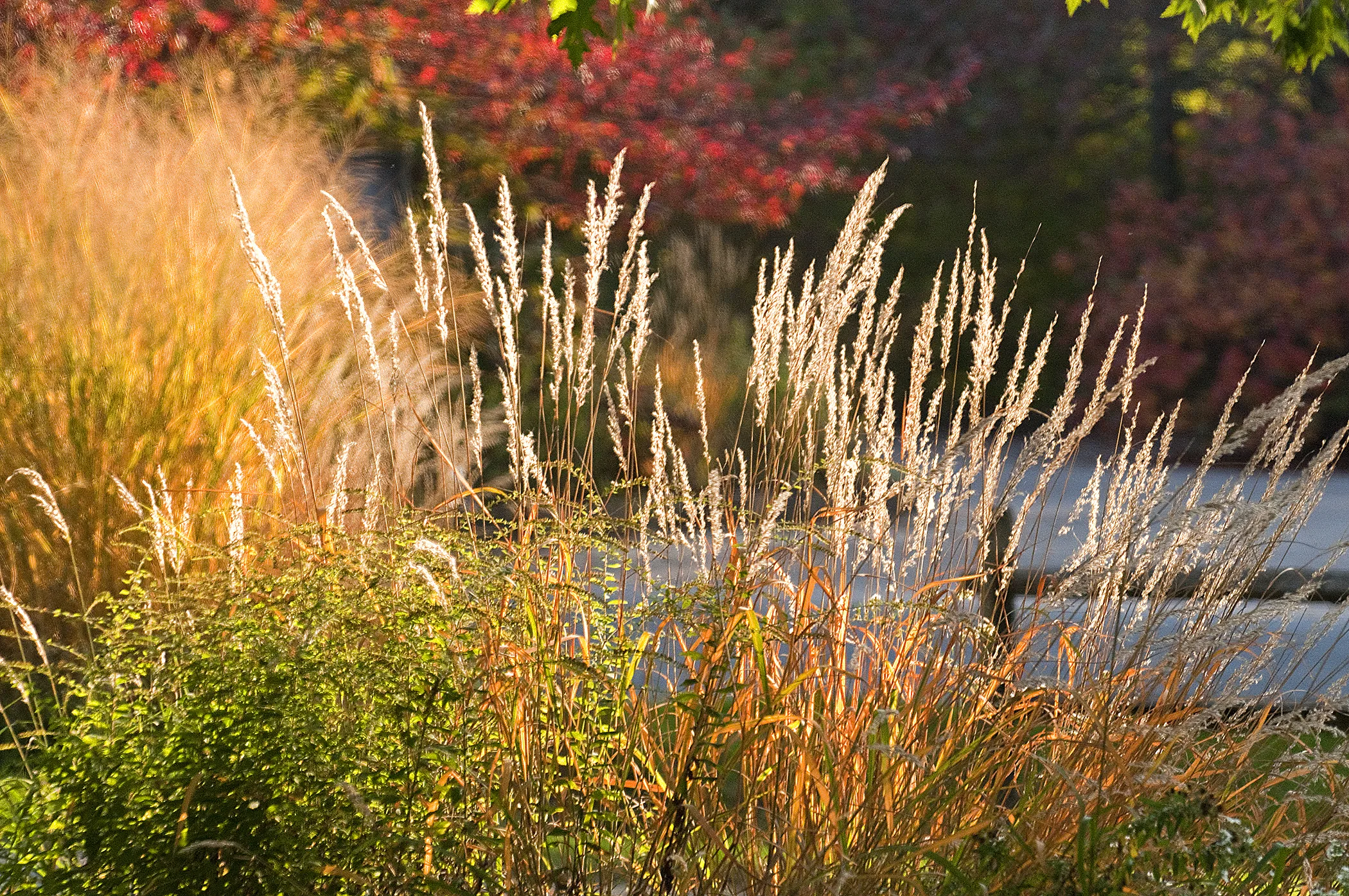 Thinking Beyond Spring: Why Fall Is a Great Time to Plant Native